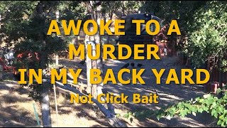 AWOKE TO A MURDER IN MY BACK YARD - Not Click Bait