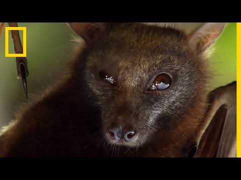 Comment les chauve-souris allaitent leurs petits