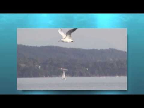 Naiad Theme (wesbound music video)