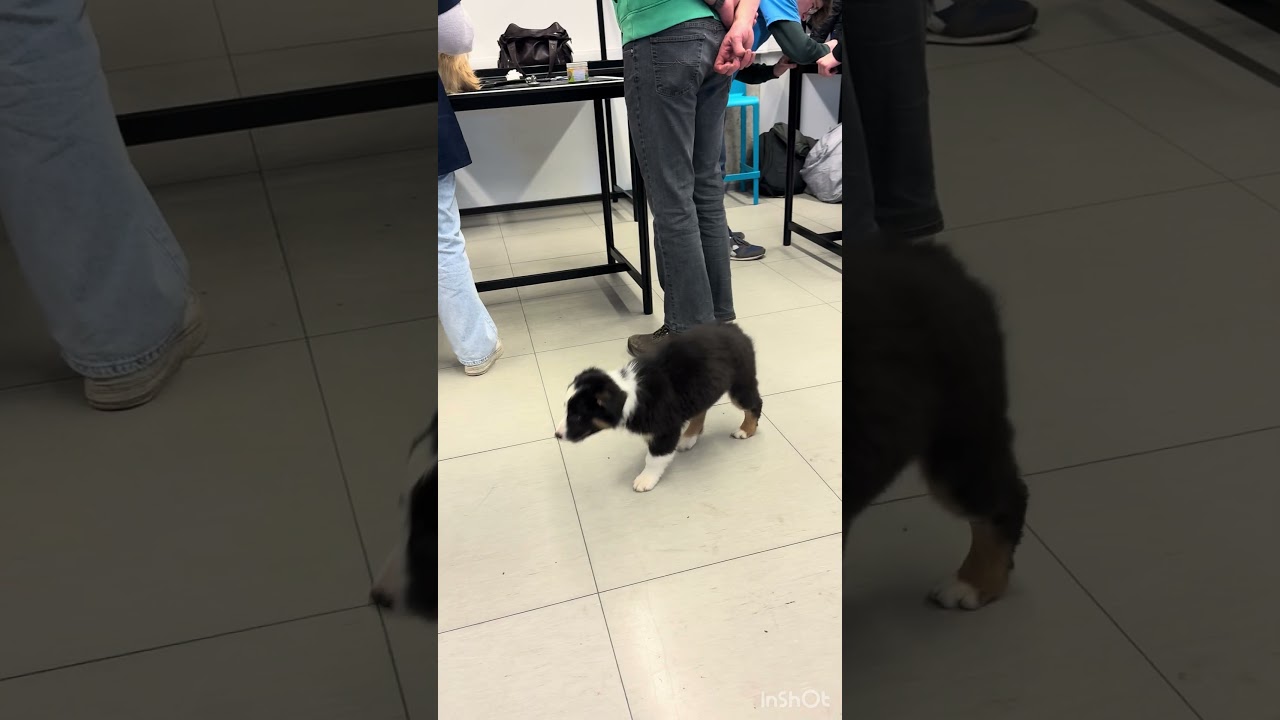 Socialisatie Ho-Gent