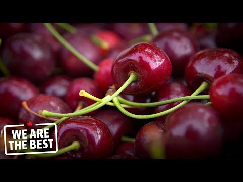 download lagu mp3 mp4 Bc Cherries, download lagu Bc Cherries gratis, unduh video klip Bc Cherries