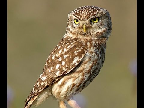 "Silence," by Thomas Hood