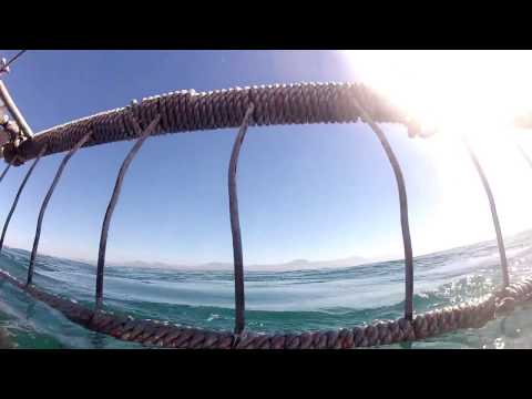 Frosty and the Sharks