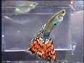 How Guppies Are Born - "Big Mama" guppy giving ...