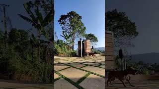 The American Pitbull Terriers | Pitbull Kerala #pitbull #reels #shorts