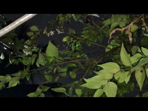 Shiuli flower tree.🌼🌼🌼🌼🌿🌿☘️🍀🍃🌳#nature #naturesvoice #beautifulnature 