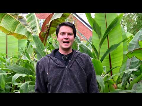 New to overwintering exotic/tender plants?  I've got you covered.