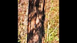 Nanci Griffith - &quot;Across the Great Divide&quot;