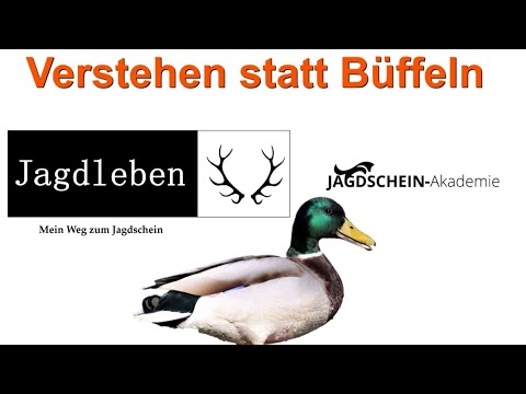 Merksätze Schwimmenten und Tauchenten | Verstehen statt Büffeln