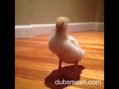 Quackers the duck