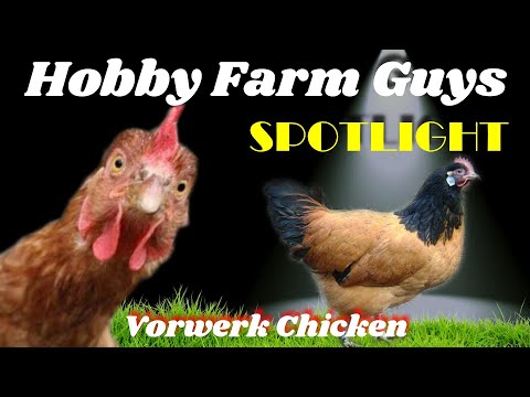 , title : 'HFG Farm Animal Spotlight: Vorwerk Chicken'