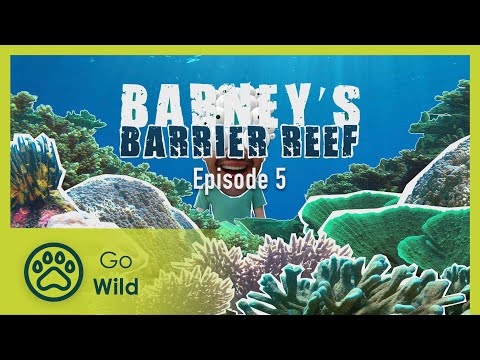 How to survive in the fish-eat-fish world of the Barrier Reef - Barneys Barrier Reef 5/20 - Go Wild
