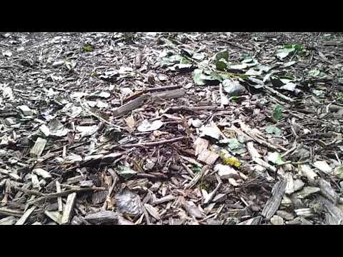 Der Maulwurf zu Gast im Waldseilgarten Wallenhausen