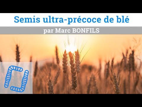 Semis ultra-précoce de blé - Marc BONFILS