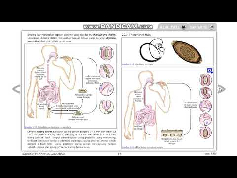 ankilostomiasis megelőzése