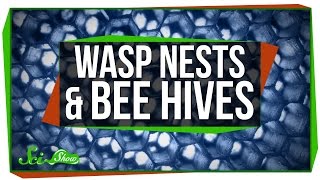 Wasp Nests and Bee Hives