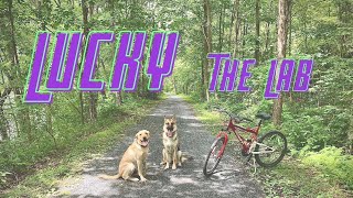 Download Lagu Best Pennsylvania Dog Trainers ||| 2 Year Old Yellow Lab, Lucky Thumbnail
