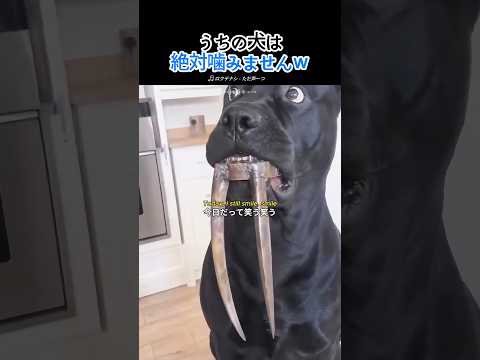 「うちの犬は絶対に噛みません」