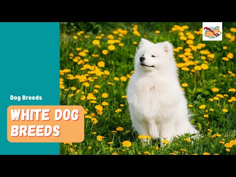 YouTube video about Diverse Canine Breeds Flaunt Stunning All-White Fur