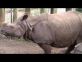Rhino Gets Explosive Diarrhea ChuckyandJosh