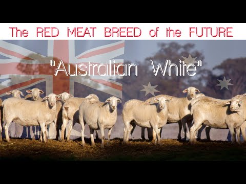 , title : 'Australian White Meat Sheep - Breed of the FUTURE'