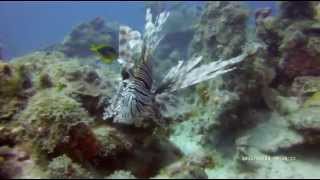 preview picture of video 'Cuba - Holguin - Diving'