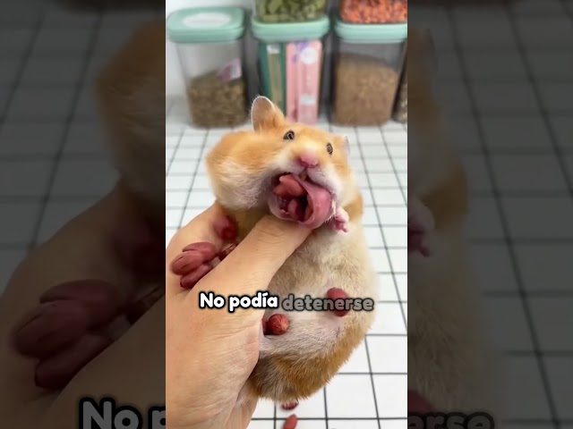 Vídeo relacionado con Gerbil House - Jaula de Juego de erizos de Madera | Marco de Fotos para Animales pequeños, área de Juego para Conejillos de Indias, Erizo, hurón, hámster, Ejercicio, del aburrimiento