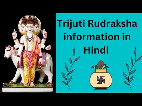 TRIJUTI RUDRAKSHA INFORMATION | त्रिजुटी रुद्राक्ष की जानकारी #mahayogirudraksha #rudraksha #om