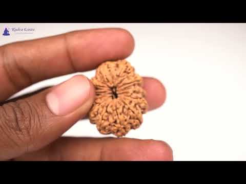 Rudraksha Product Image