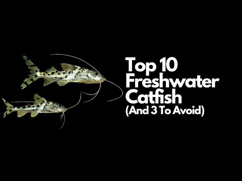 Top 10 Freshwater Catfish🐈  (And 3 To Avoid)