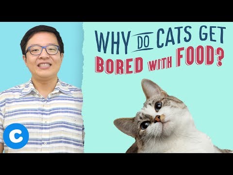 Why Your Cat Won't Eat Their Food | Chewy