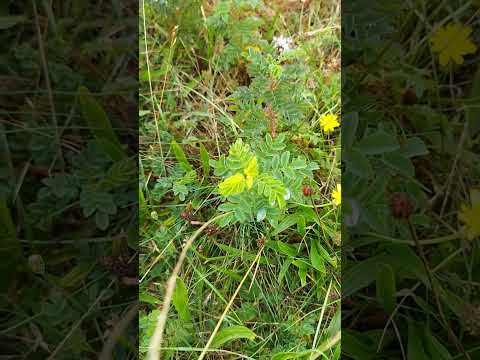 Bibernell-Rose (Rosa spinosissima): Die robuste Dünen-Schönheit für deinen Naturgarten