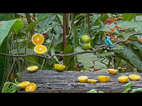 Male Green Honeycreeper Dazzles On The Panama Fruit Feeder – Oct. 5, 2021