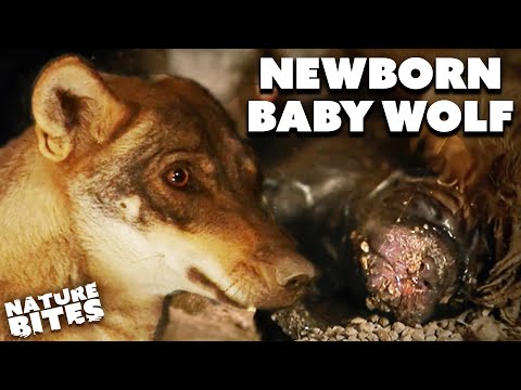 First time Wolf Mum Takes Care of Her Young | Cry Of The Wolves | Nature Bites