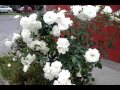 Куст белых роз 