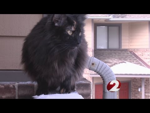 Tips to keep your furry friends safe in cold