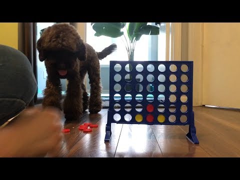 Clever Dog Plays Connect 4 With Canadian Owner