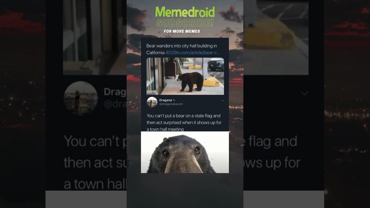 Bear wanders into city hall building in California #bear #california #flag #funny #memes #shorts