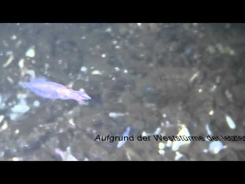 Kalmare an der Eckernförder Mole 19.11.2015