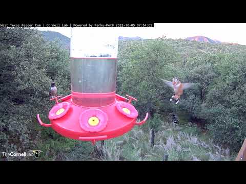Hummingbirds Zip And Sip At Dawn In The Davis Mountains – Oct. 5, 2022
