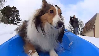 Roxie the sledding dog