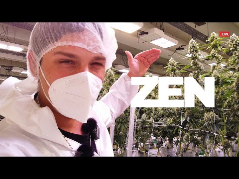 Gorilla Zkittlez Ernte: SCROG-Methode Nordmazedonien