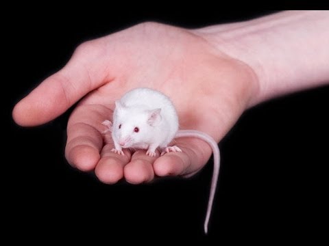 Of Mice and Men | Plot | 60second Recap® study guide