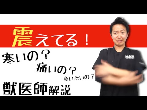 猫が震えています、一体何が原因でしょうか?