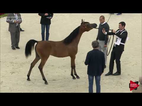 N.16 DINDA AL ZOBAIR - Sharjah International 2019 - Yearling Fillies (Class 1A)