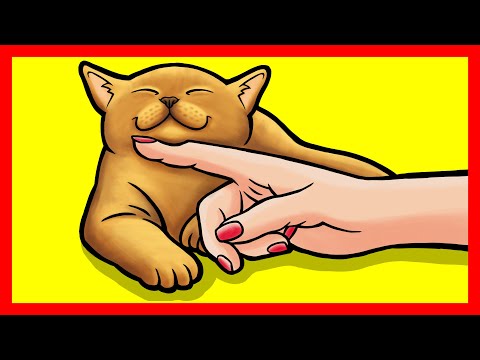 16 Signs Your Cat is VERY Happy and Healthy - YouTube