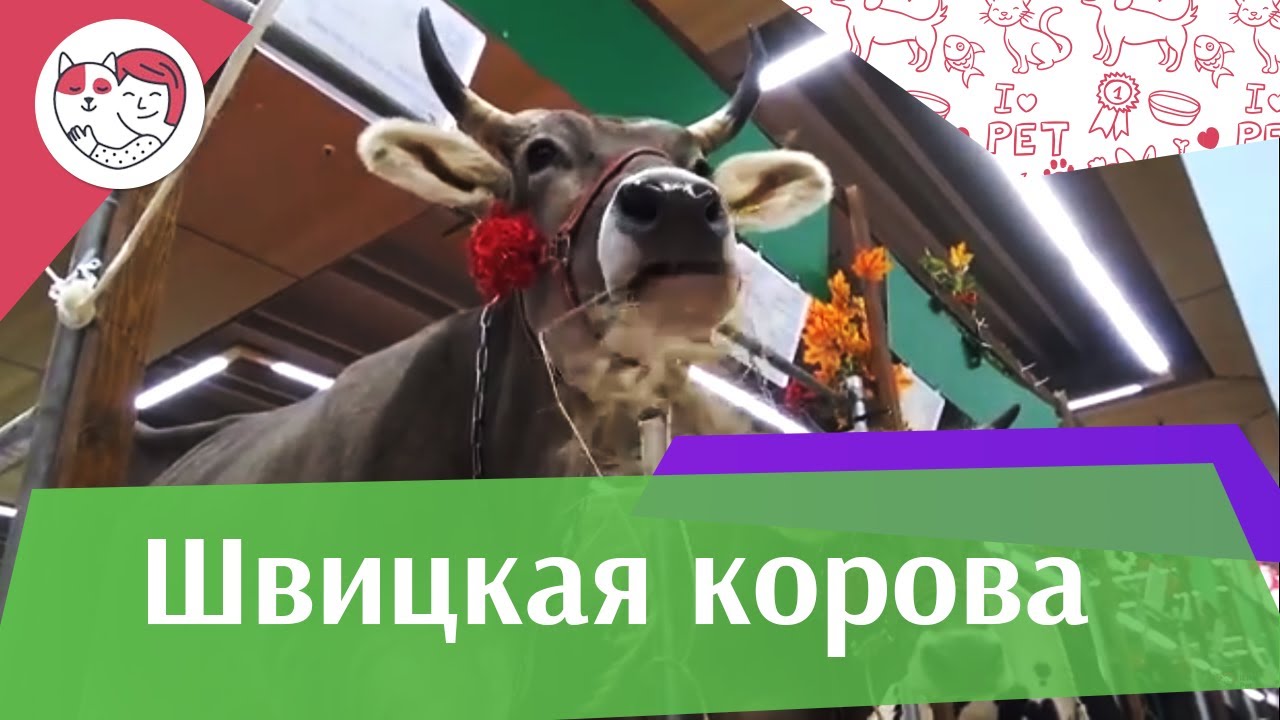 5 особенностей ухода за золотистым ретривером