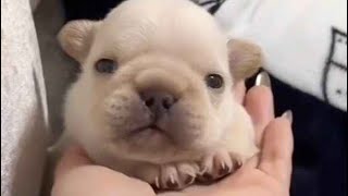 pibble compilation