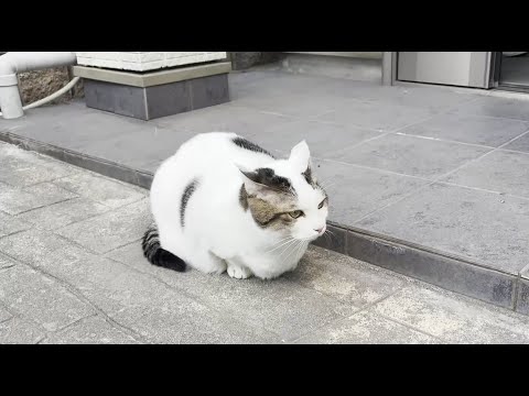 youtube-動物記事1970/01/01 09:00:00