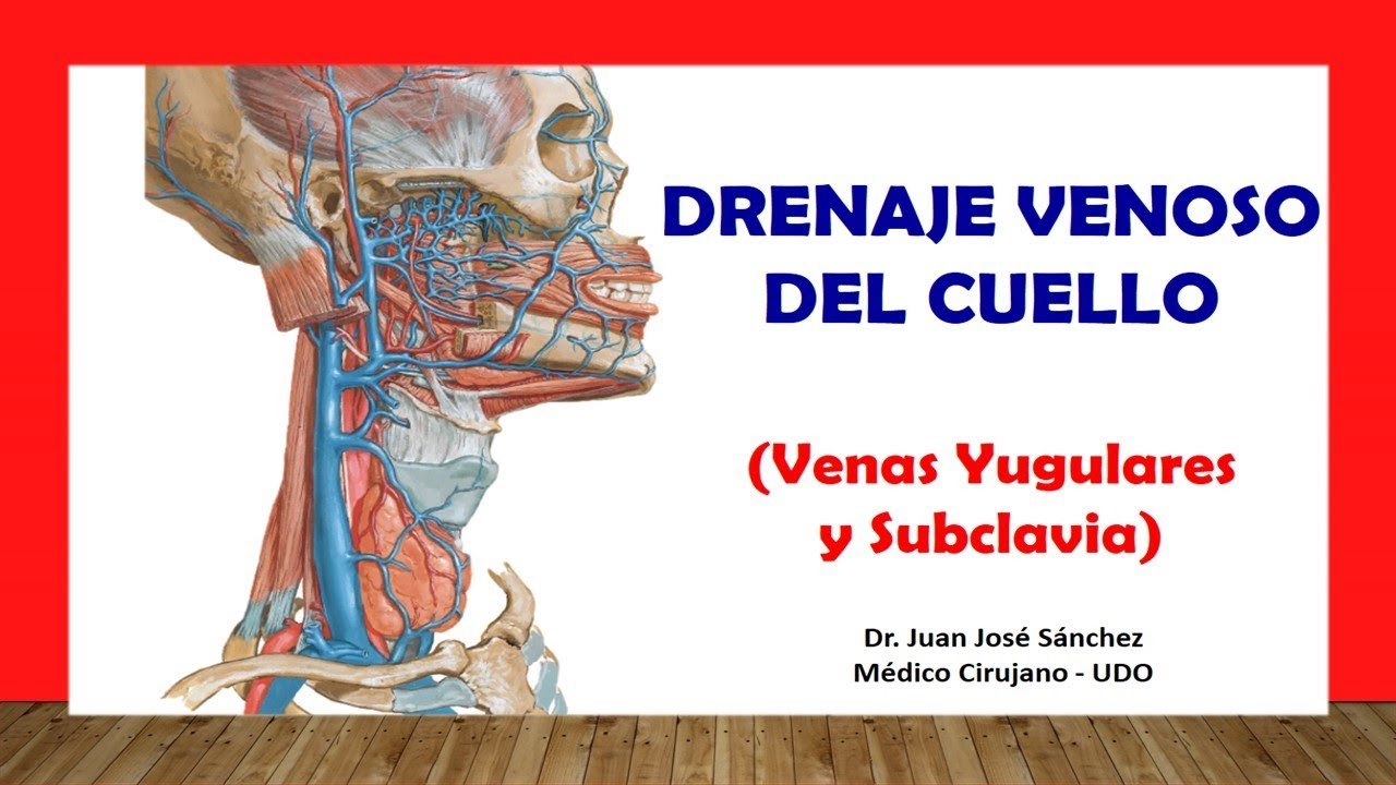 🥇 VENOUS DRAINAGE OF THE NECK - (Internal, External, Subclavian Jugular Veins). Easy and Simple